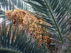 acid_1301