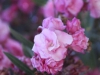 acid_1123