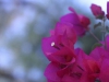 acid_1165